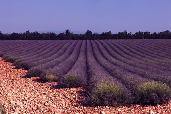 Lavender field, Plateau de Valensole, Provence