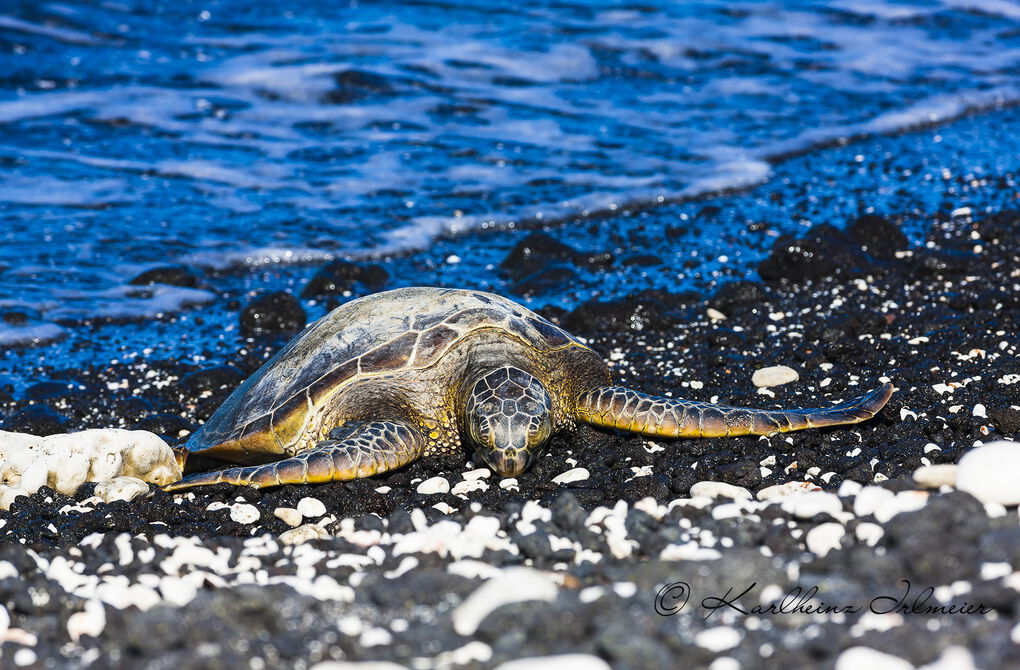 Green sea turtle (Chelonia mydas), Kohala Coast, Big Island, Hawaii