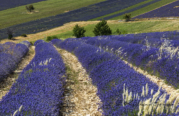 Lavender field near Ferrassiere, Provence