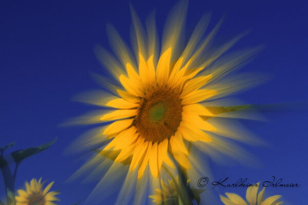 Sunflower, Provence, France