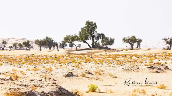 Sand desert Rub al Khali, tress among the sand dunes