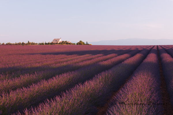 Lavender field, Plateau de Valensole, Provence