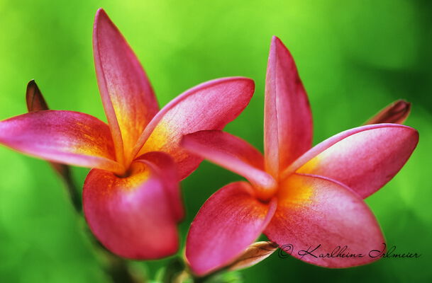 Frangipani, Mahe, Seychelles