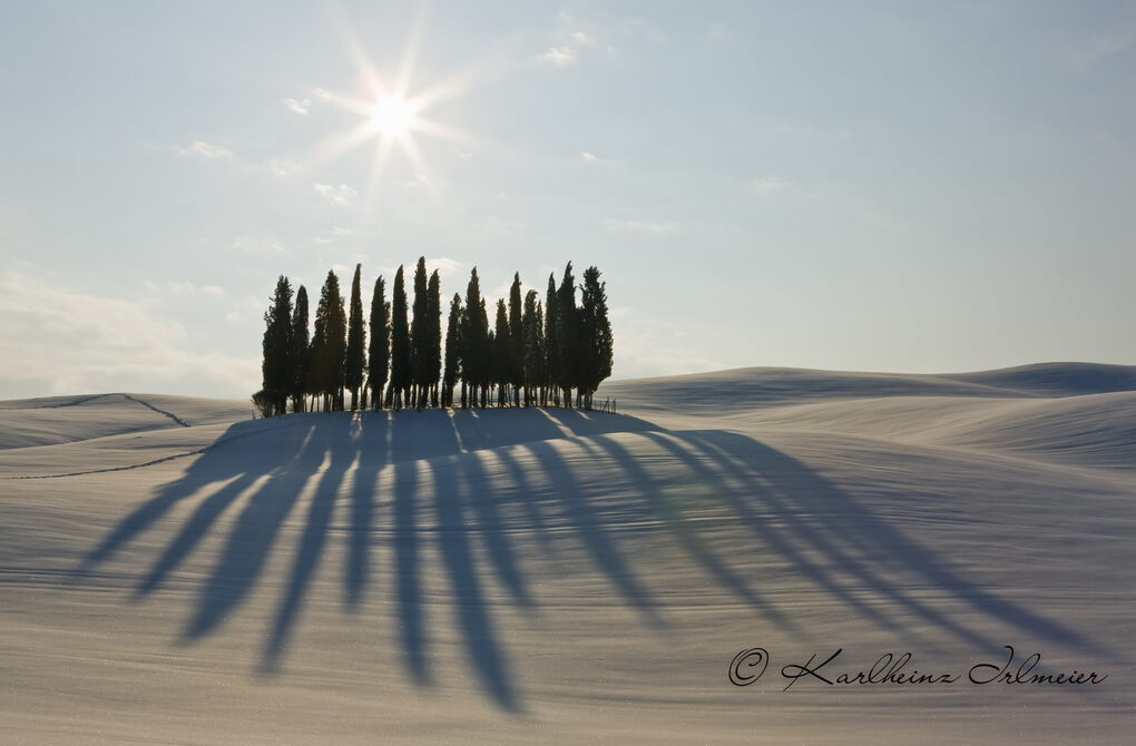 Group of cypresses (Cupressus) near San Quirico, snowy landscape, Tuscany