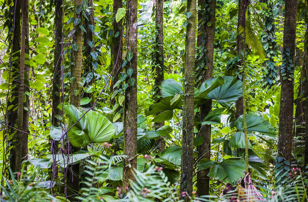 Bamboo forest, Tropical Botanical Garden, Onomea Bay, Big Island, Hawaii