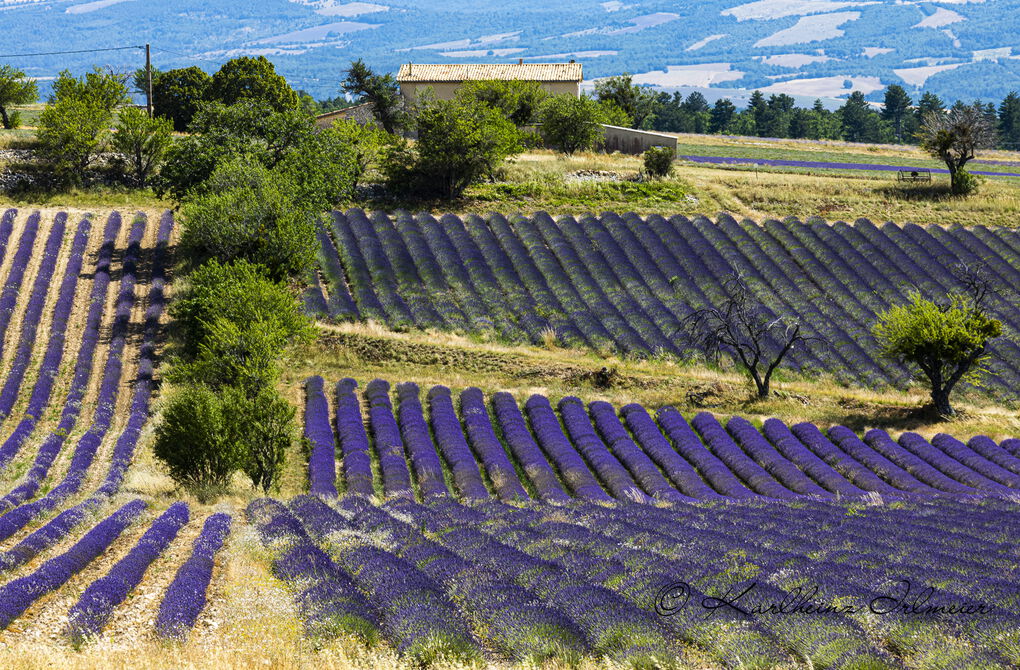 Lavender field near Ferrassiere, Provence