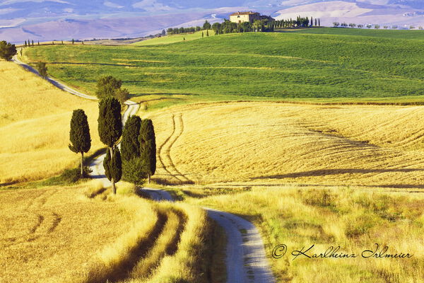 Cypress trees (Cupressus) and fields near Terrapille, Pienza, Val d'Orcia, Tuscany