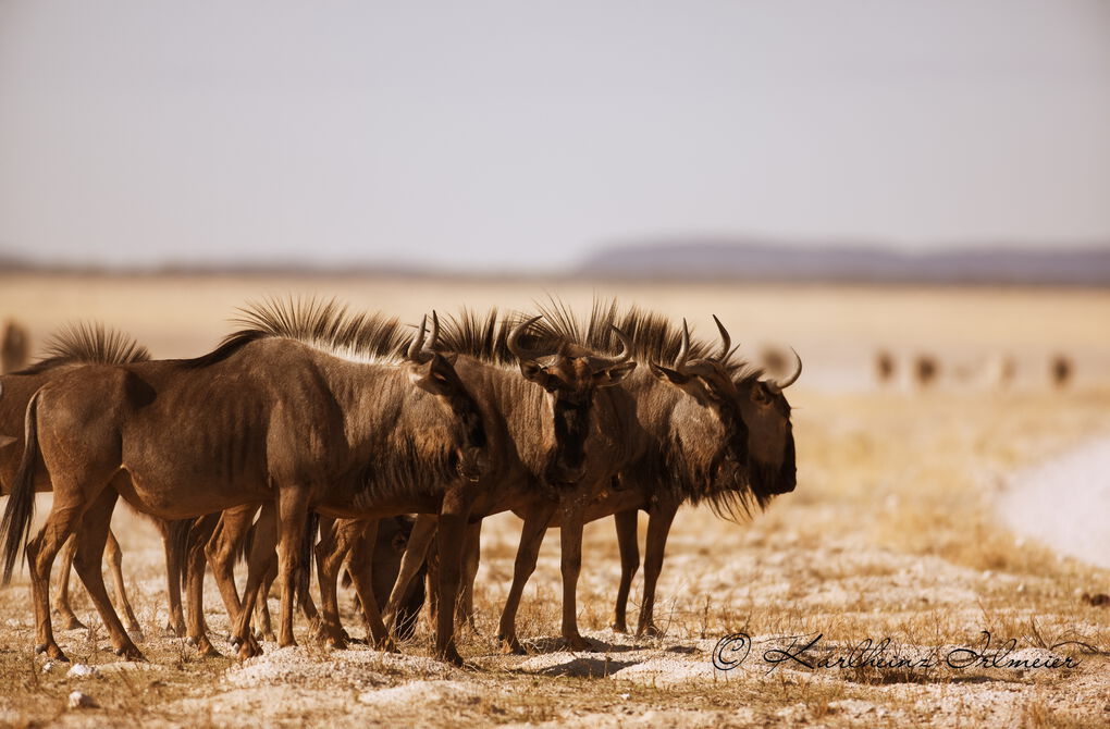 Wildebeest, Connochaetes, Etosha national park