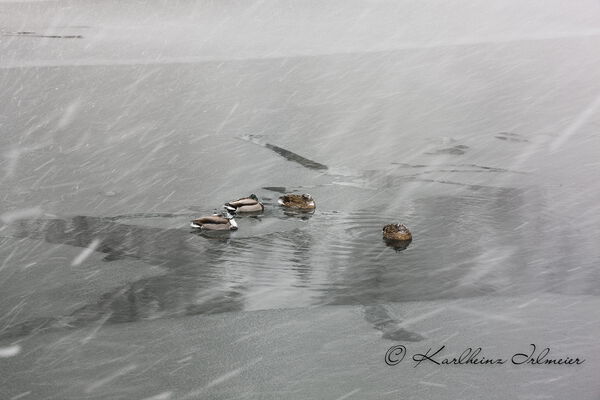 Ducks, Plitvice Nationalpark