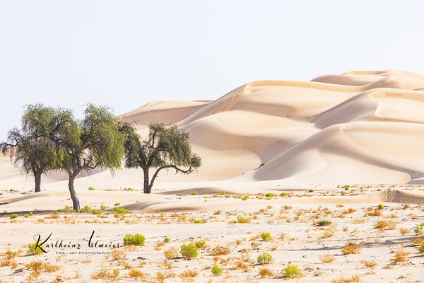 Sand desert Rub al Khali, tress among the sand dunes