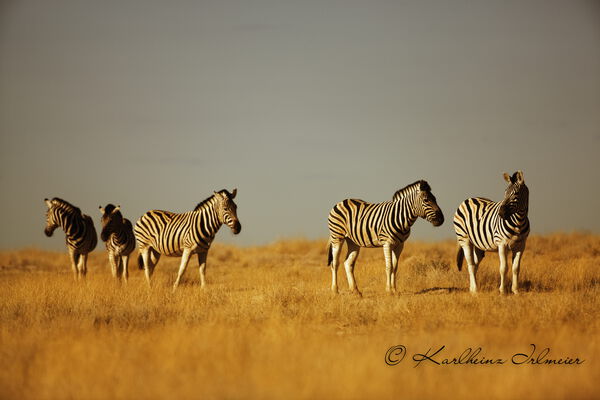 Plains zebra, Equus quagga, Etosha national park