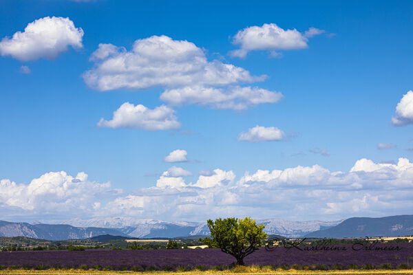 Lavender field, Plateau de Valensole, Provence