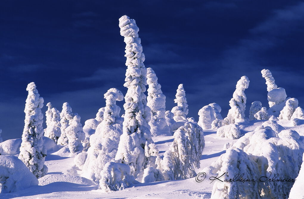 Snow covered Pine Trees, Kuusamo, Finland