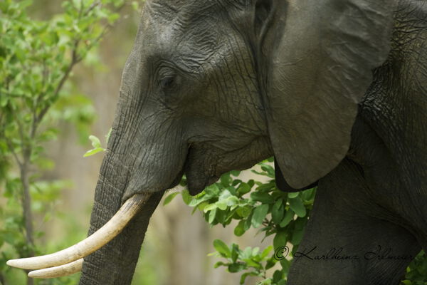 Elephant, Eephantidae, Etosha Nationalpark