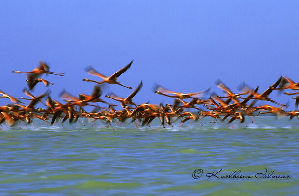 Flamingos, Rio Lagartos, Mexico