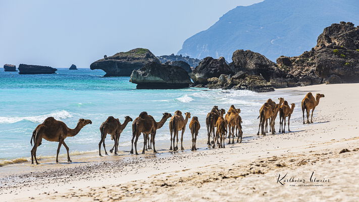 Al Hauta beach, camels